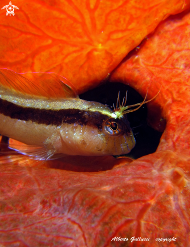 A Parablennius rouxi | White blenny