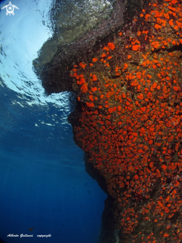 A madrepora arancione