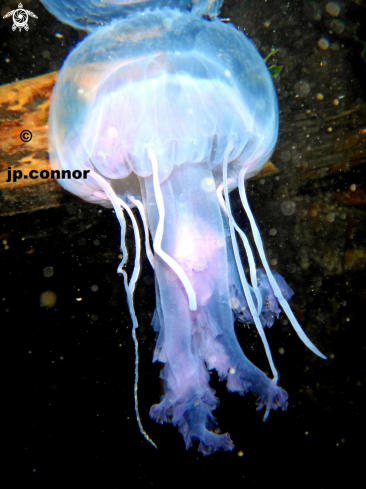 A Pelagia noctiluca | Méduse Pélagique