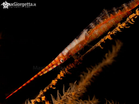 A Sawblade Shrimp with eggs