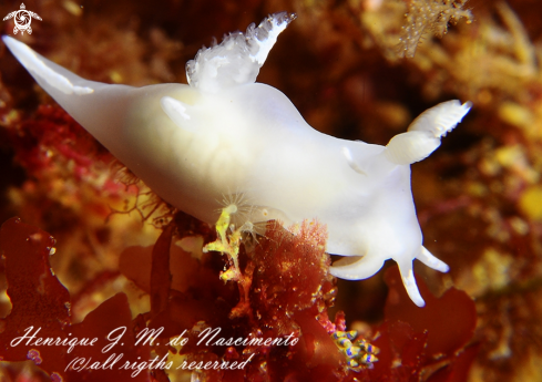 A Trapania pallida | nudibranch
