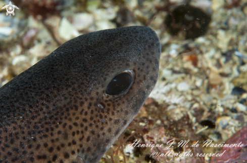 A Scyliorhinus canicula  | pata-roxa