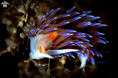 A Nudi