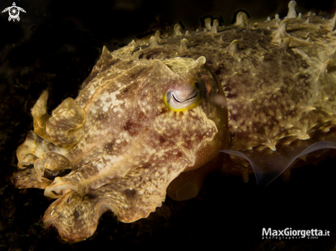 A juvenile cuttle fish