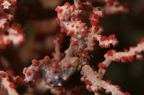 A Sea Horse Bargibanti | Pigmy Sea Horse