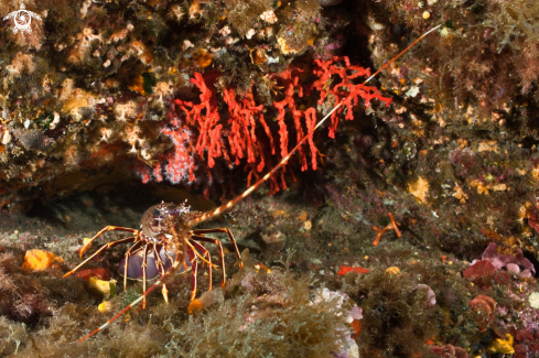 A Mediterranean lobster[