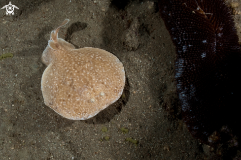 A Torpedo panthera | Torpedo panthera