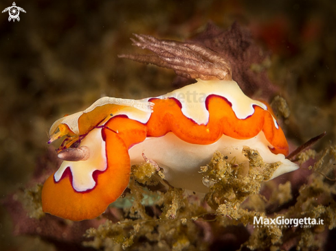 A Emperor shrimp up Goniobranchus fidelis | nudibranch