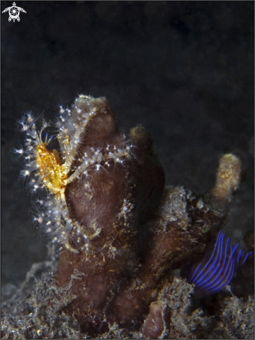 A Naxia tumida | Decorator Crab