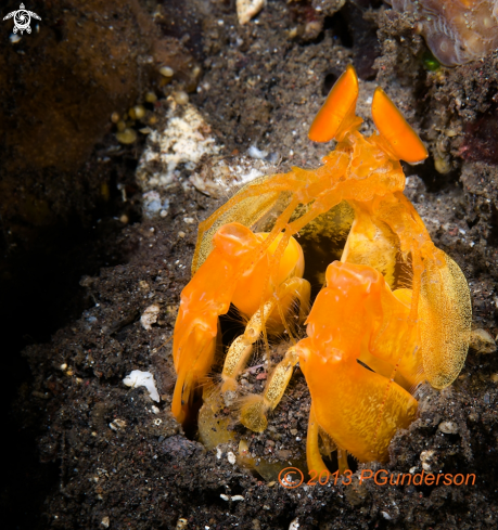 A Lysiosquilloides mapia | Golden Mantis Shrimp