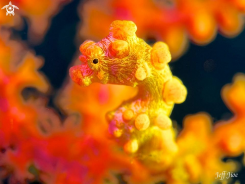 A Hippocampus bargibanti | Yellow Pygmy Seahorse