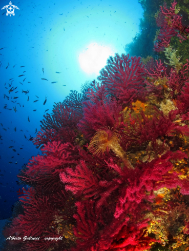 A Red gorgonians