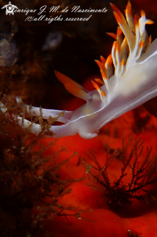 A Falbellina babai | Nudibranch