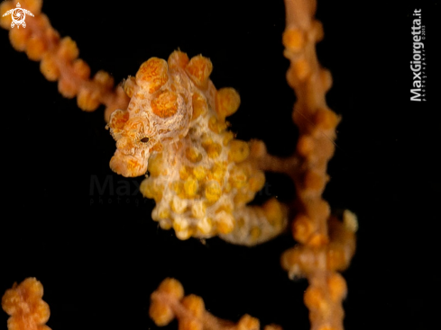 A Yellow pigmy sea horse