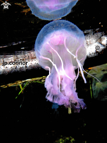 A Pelagia noctiluca | Méduse Pélagique