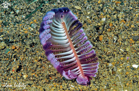 A Sea Pen