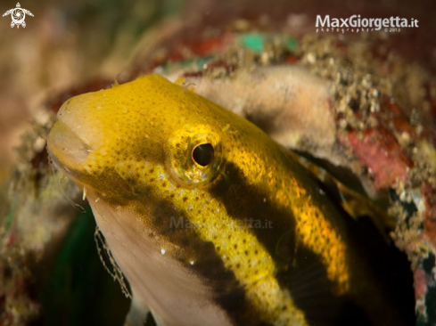 A Shorthead Fangblenny 