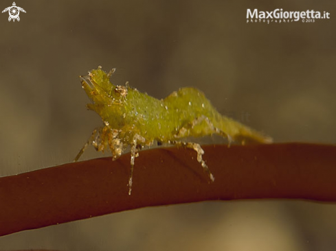 A green shrimp