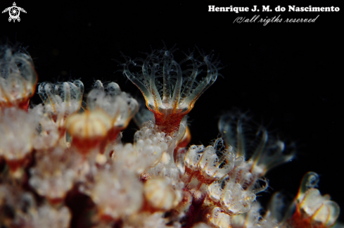 A Alcyonium glomeratum | Coral...