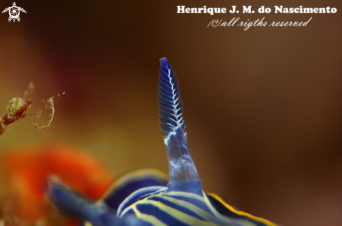 A Felimare villafranca | Nudibranch