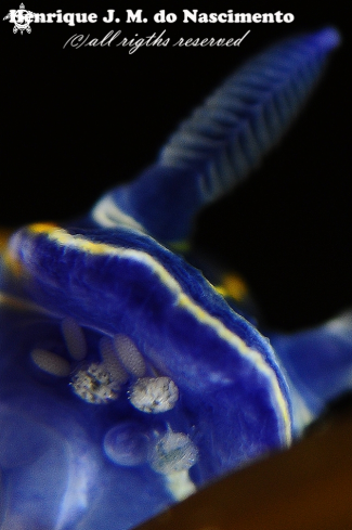 A Felimare villafranca | Nudibranch