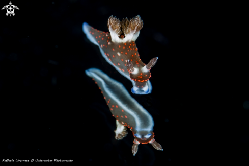 A nudibranch