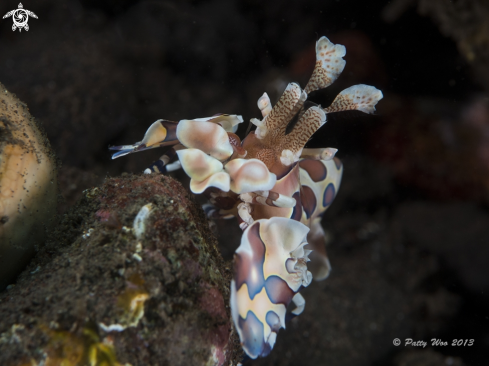 A Harlequin Shrimp