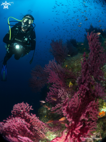 A Gorgonian fan Med Sea