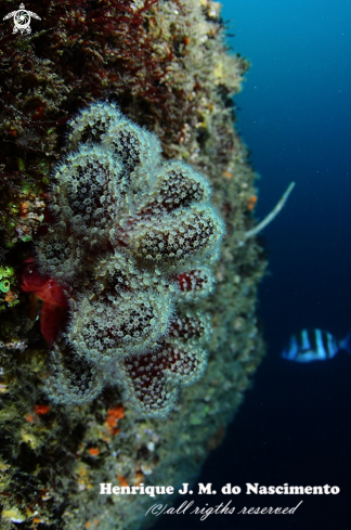 A Alcyonium glomeratum | Coral