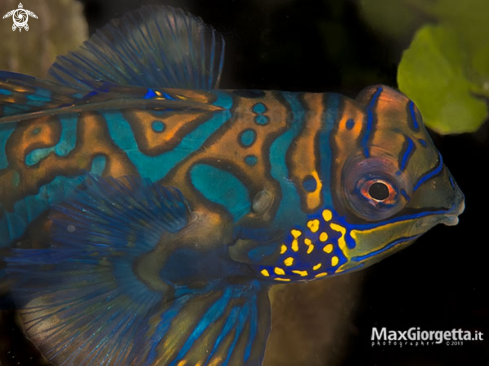 A mandarin fish