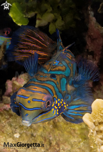 A mandarin fish