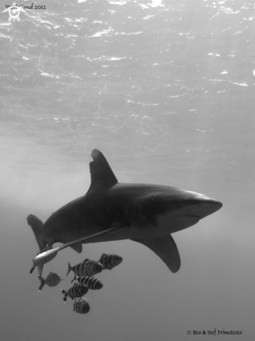 A Longimanus Shark