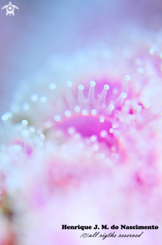 A Corynactis viridis | anemones