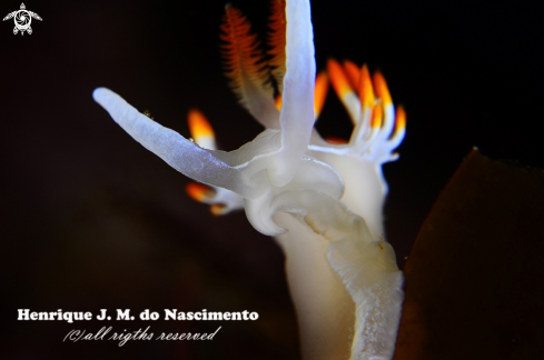 A Nudibranch