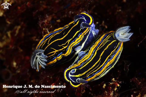 A Nudibranch