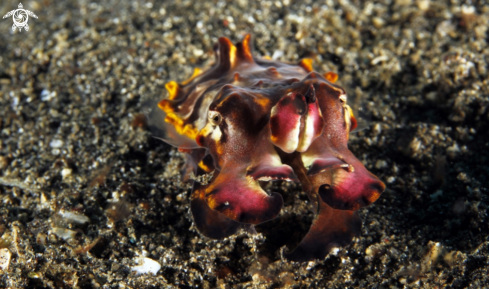 A underwater creature