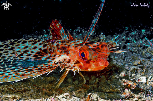 A sea robin