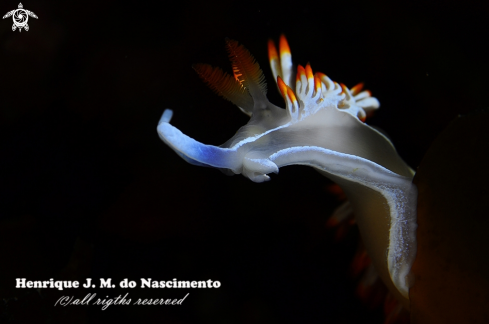 A Flabellina babai | Nudi