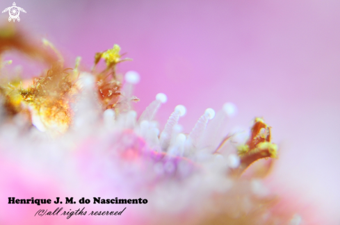 A Corynactis viridis | Anemone