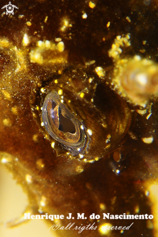 A Hippocampus guttulatus | SeaHorse