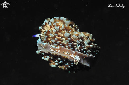 A sea slug