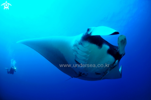 A Mantaray