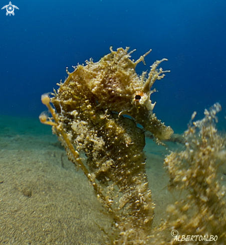 A CABALLITO DE MAR