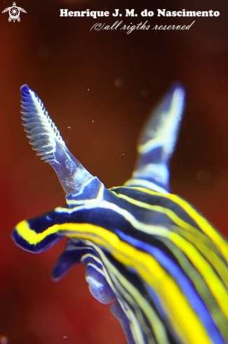 A Fellimare vilafranca | Nudibranch