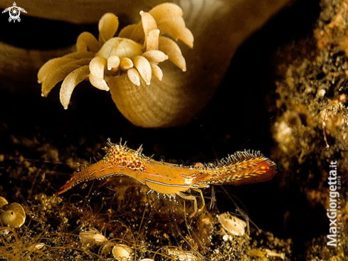 A Leander plumosus | Donald duck Shrimp