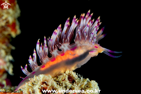 A nudibranch