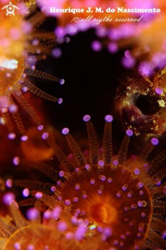 A Corynactis viridis  | anemone
