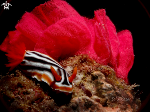 A nudibranch