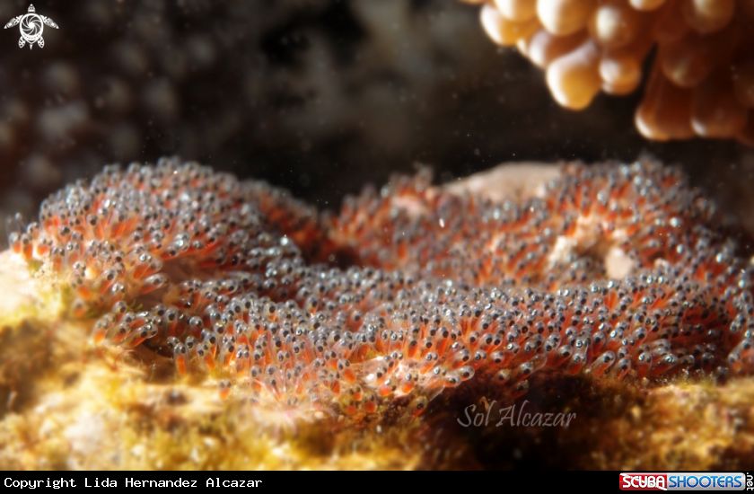 A anemonefish eggs