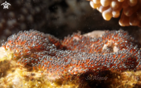 A anemonefish eggs